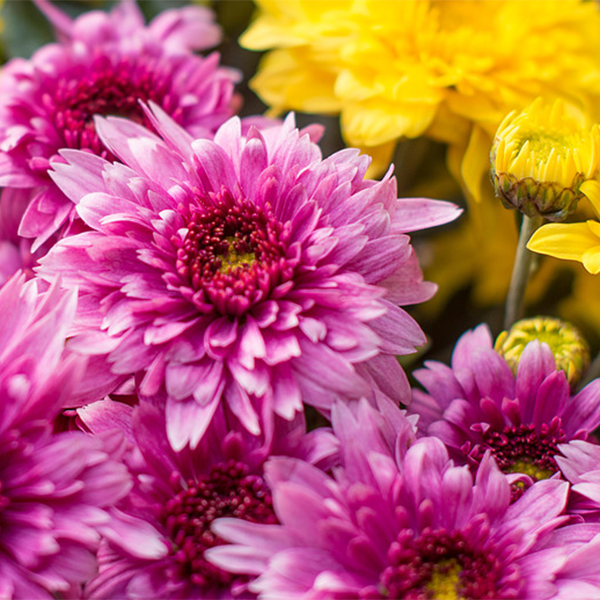 Hello Autumn: Inspirierende Blumenkreationen für die goldene Jahreszei