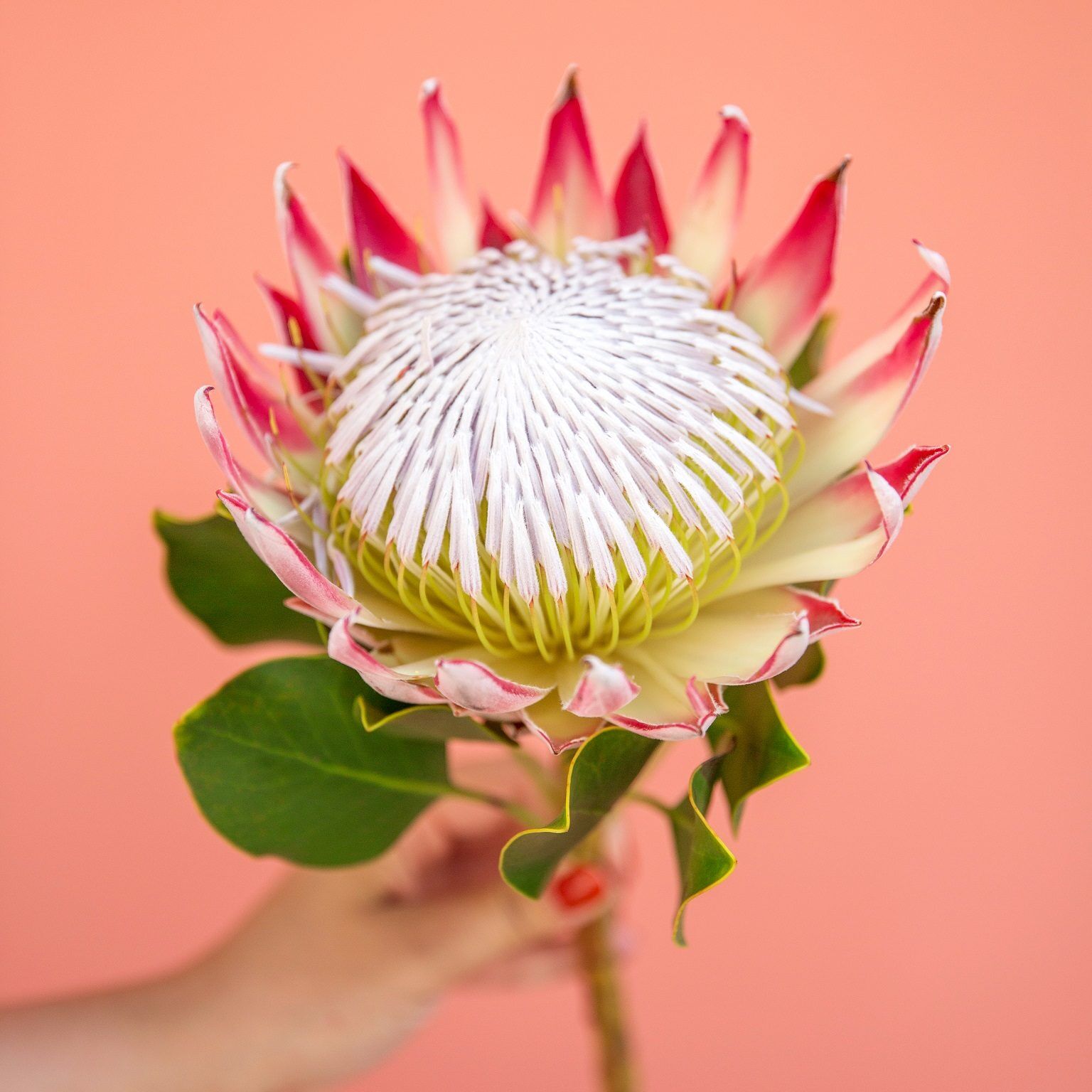 Protea