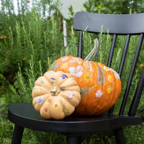 2 Kürbisse unterschiedlicher Größe, mit gepressten Blüten versehen, liegen auf einem schwarzen Stuhl, der vor einem Strauch Rosmarin steht
