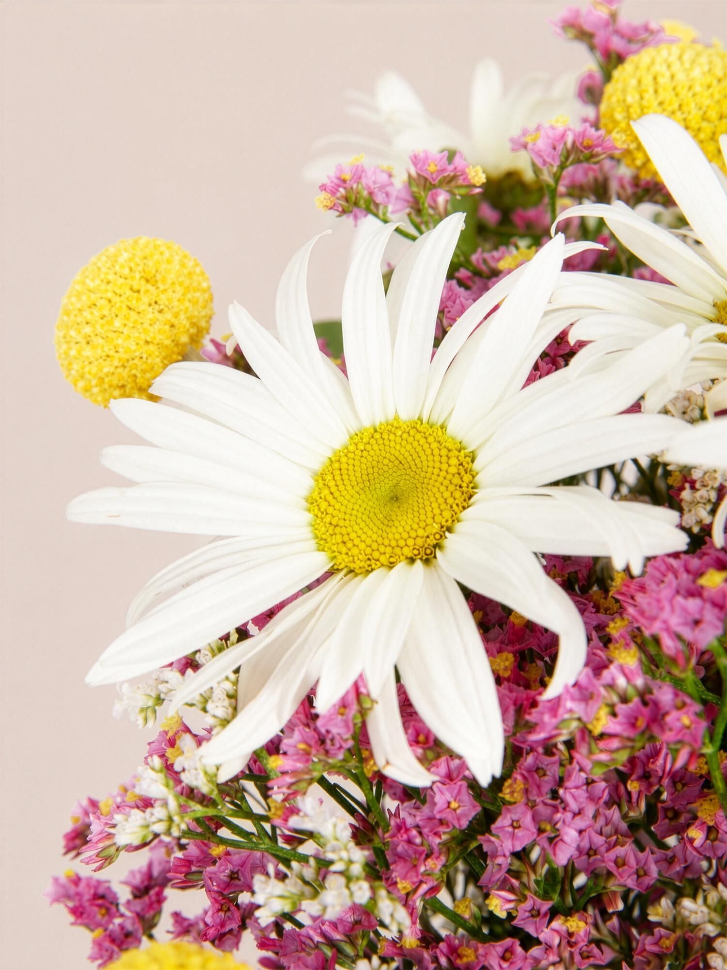 Blume, Blumenstrauß, Gänseblümchen, weiße Blütenblätter, gelber Mittelpunkt