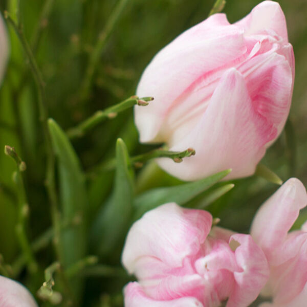 TULPEN TENDER TEMPTATION