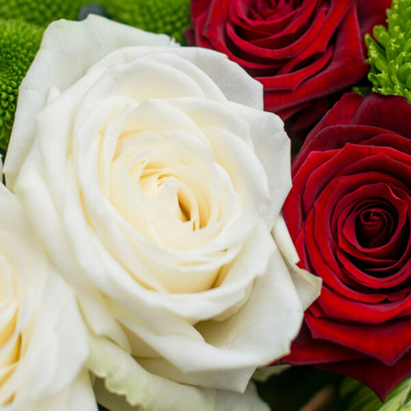 MODERN TWIST ROSES