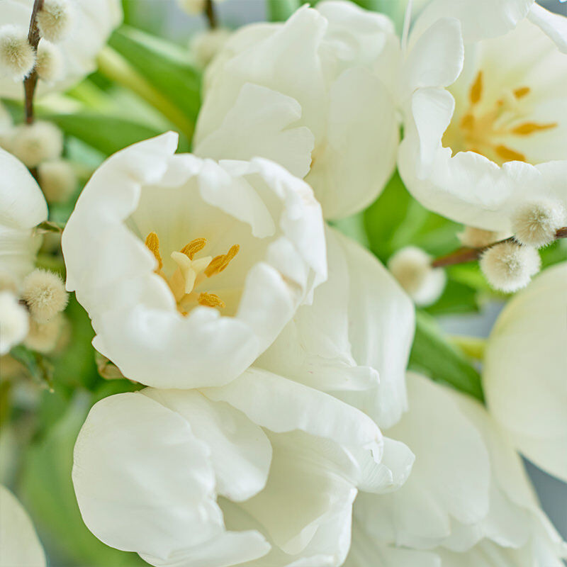 Eine andere, Blume, Blütenblatt, Blütenstaub, Rose