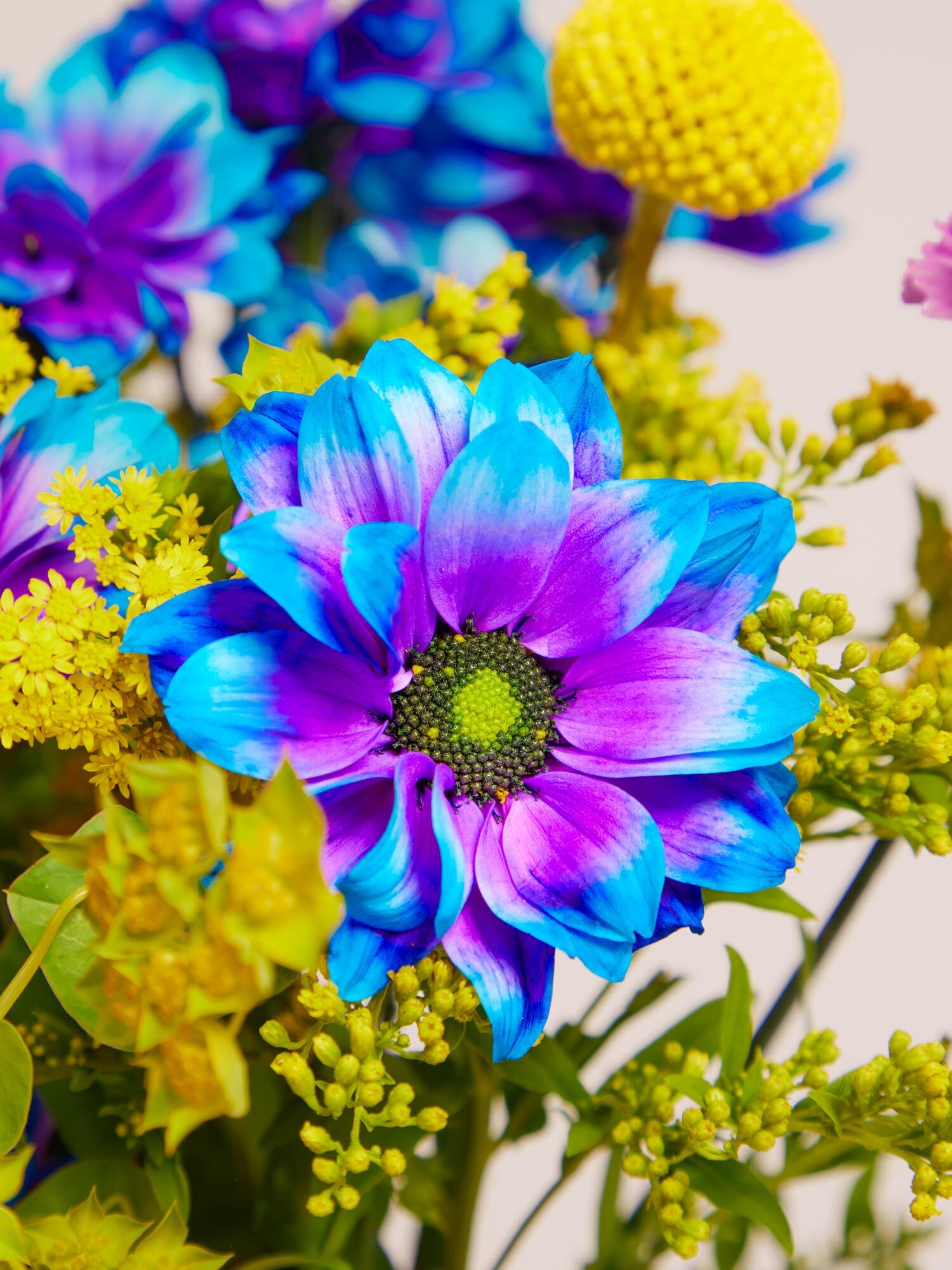 Blütenstaub, Anemone, Blume, Gänseblümchen, Blütenblatt