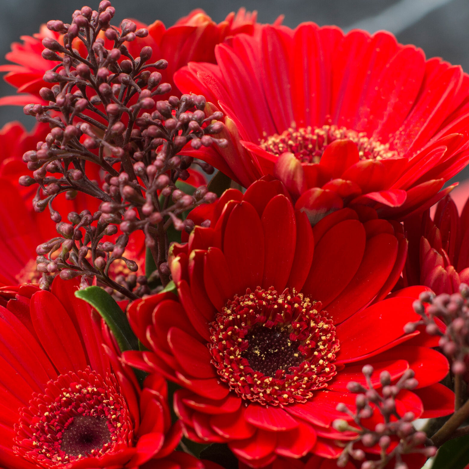 ROTE GERMINI UND SKIMMIA