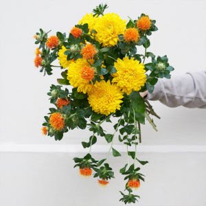 Chrysanthemen, Färberdistel