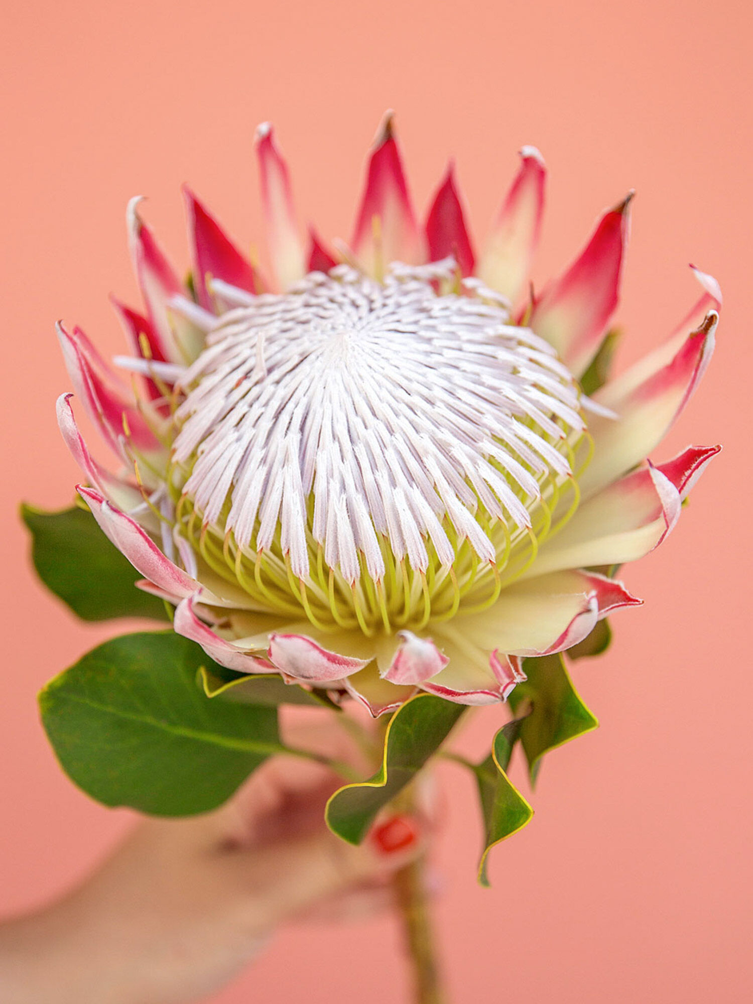 Blume, Blumen-Arrangement, Blütenblatt, Dahlie, Blatt