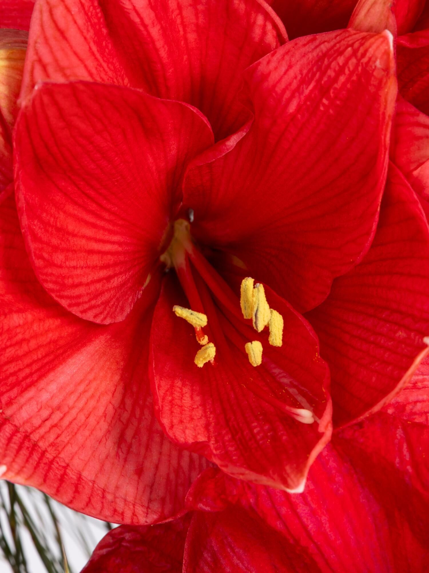 Amaryllis, rote Blüte, rote Blütenblätter, gelbe Staubblätter, Nahaufnahme