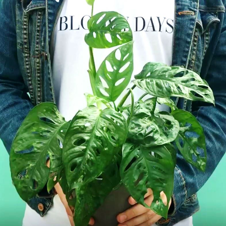 Monstera – gefährliche Pflanze oder zahmer Buddy?