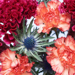 Nelken, Celosia, Disteln