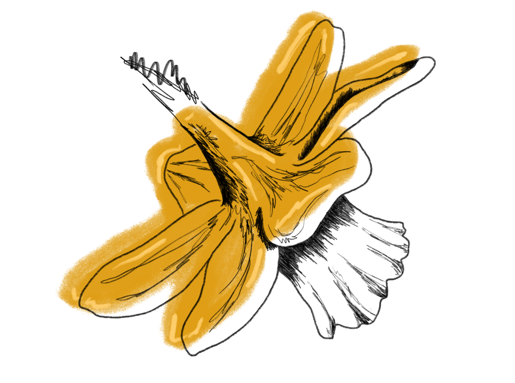 Narzisse