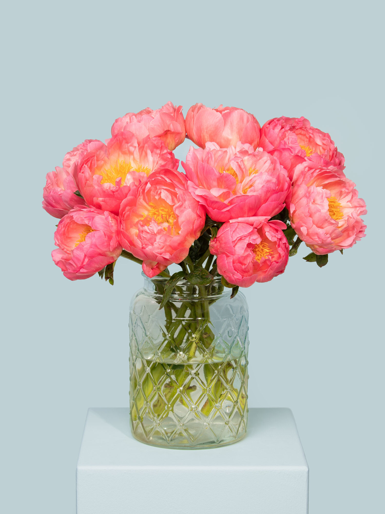Blossom Beauty 10