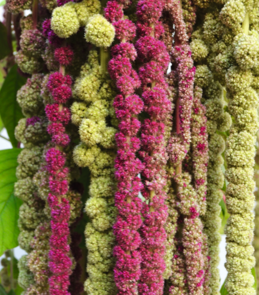 Amaranth (Fuchsschwanz)