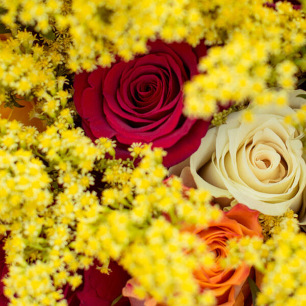 Goldrute (Solidago)
