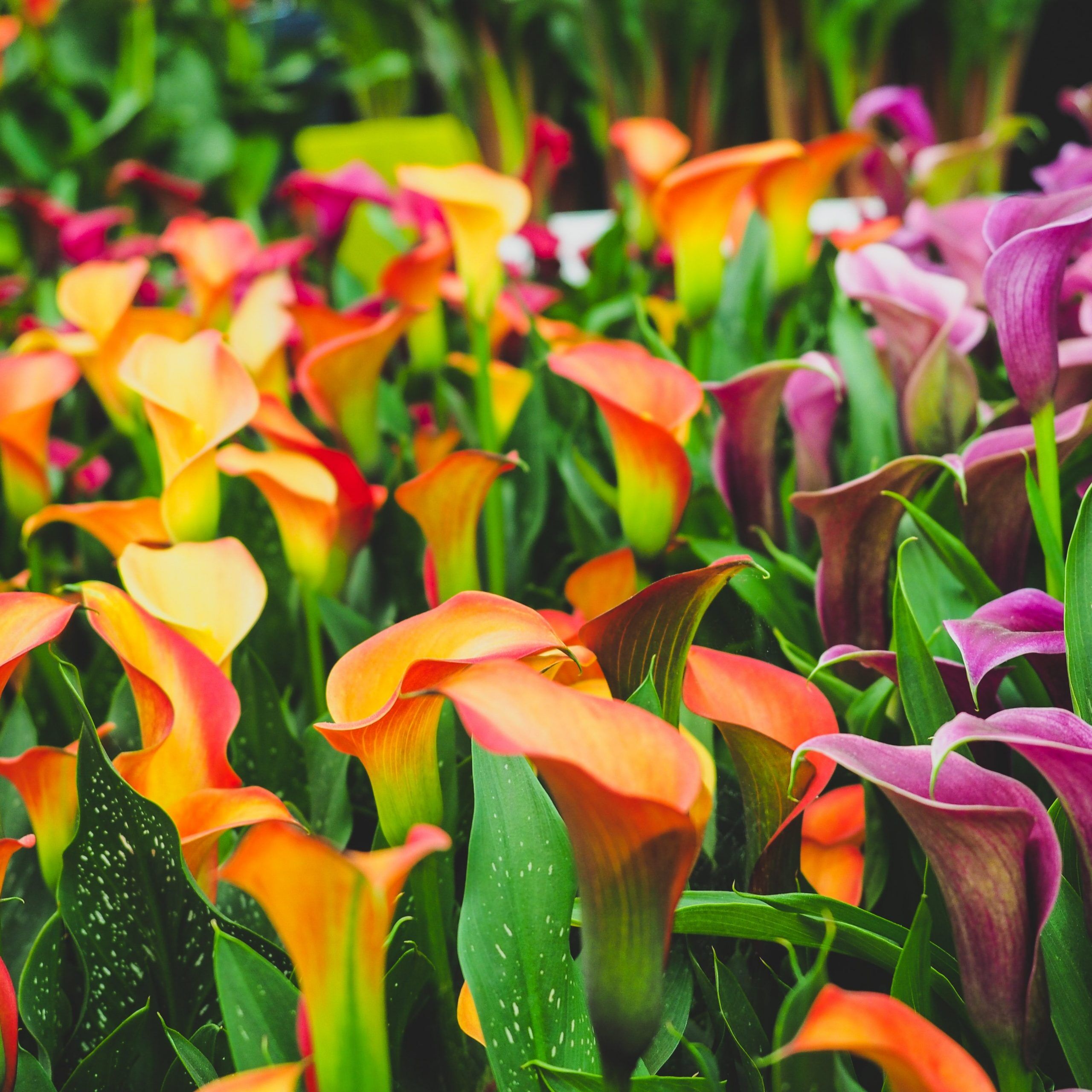Calla