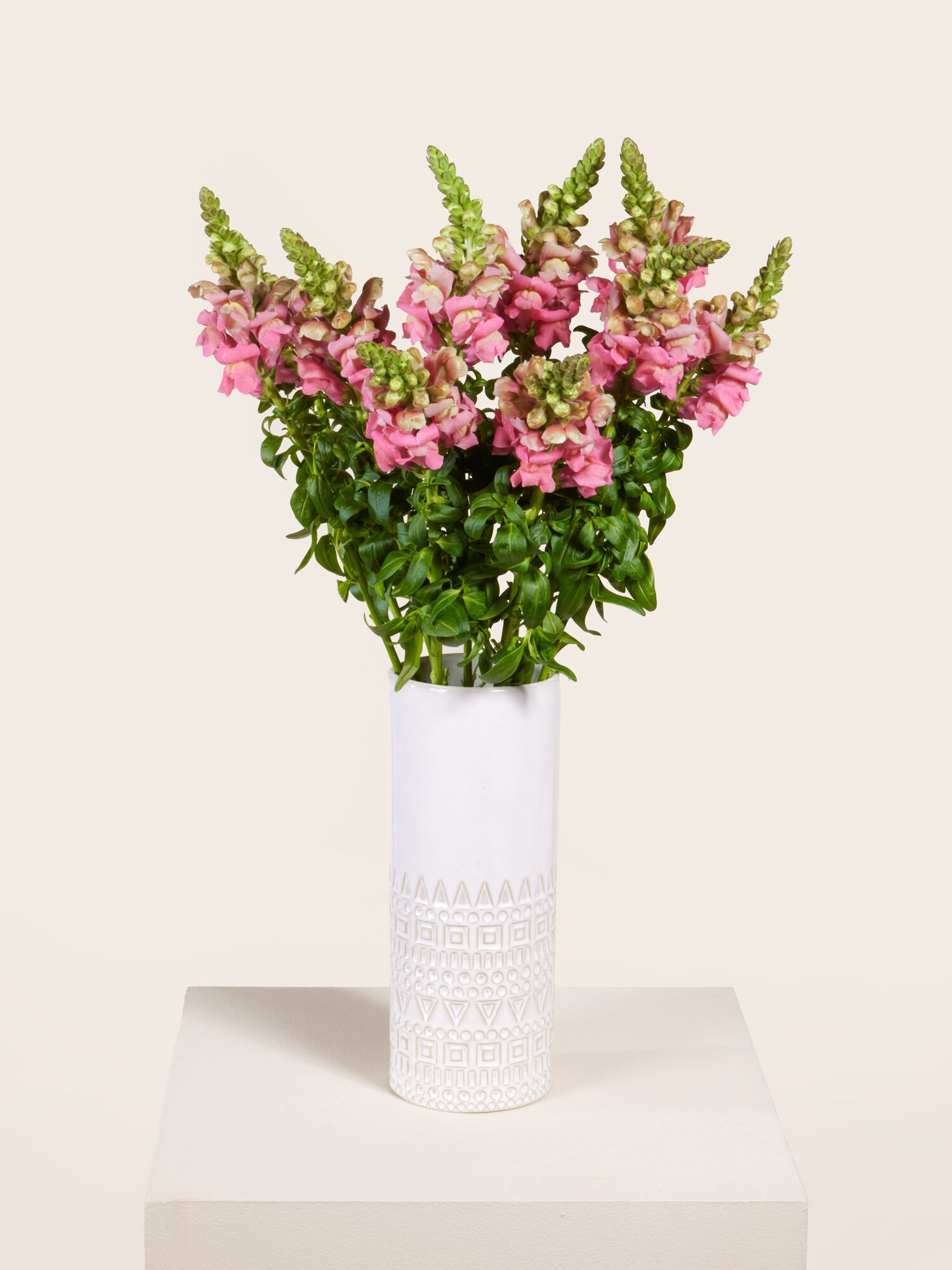 Rosa Löwenmäulchen Rosa Löwenmäulchen in einer Keramikvase, die auf einem Sockel steht