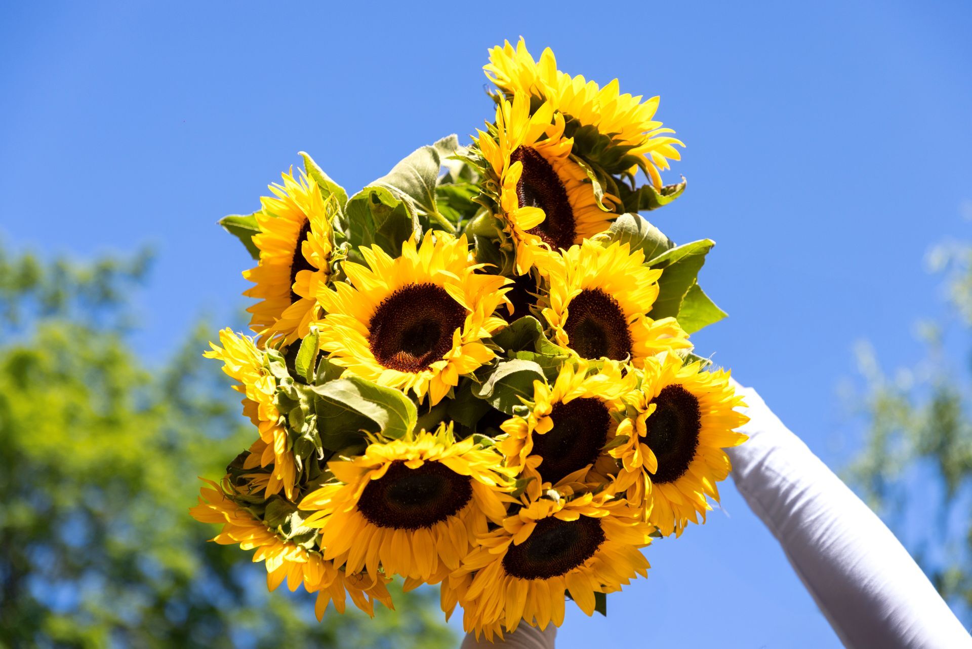 Blume, Sonnenblume, Blütenblatt, Blumen-Arrangement, Blumenstrauß