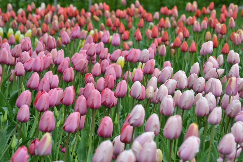 Darwintulpen