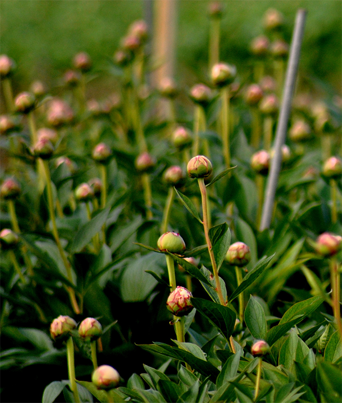 Peonies Vermöhlen knospiges Pfingstrosenfeld