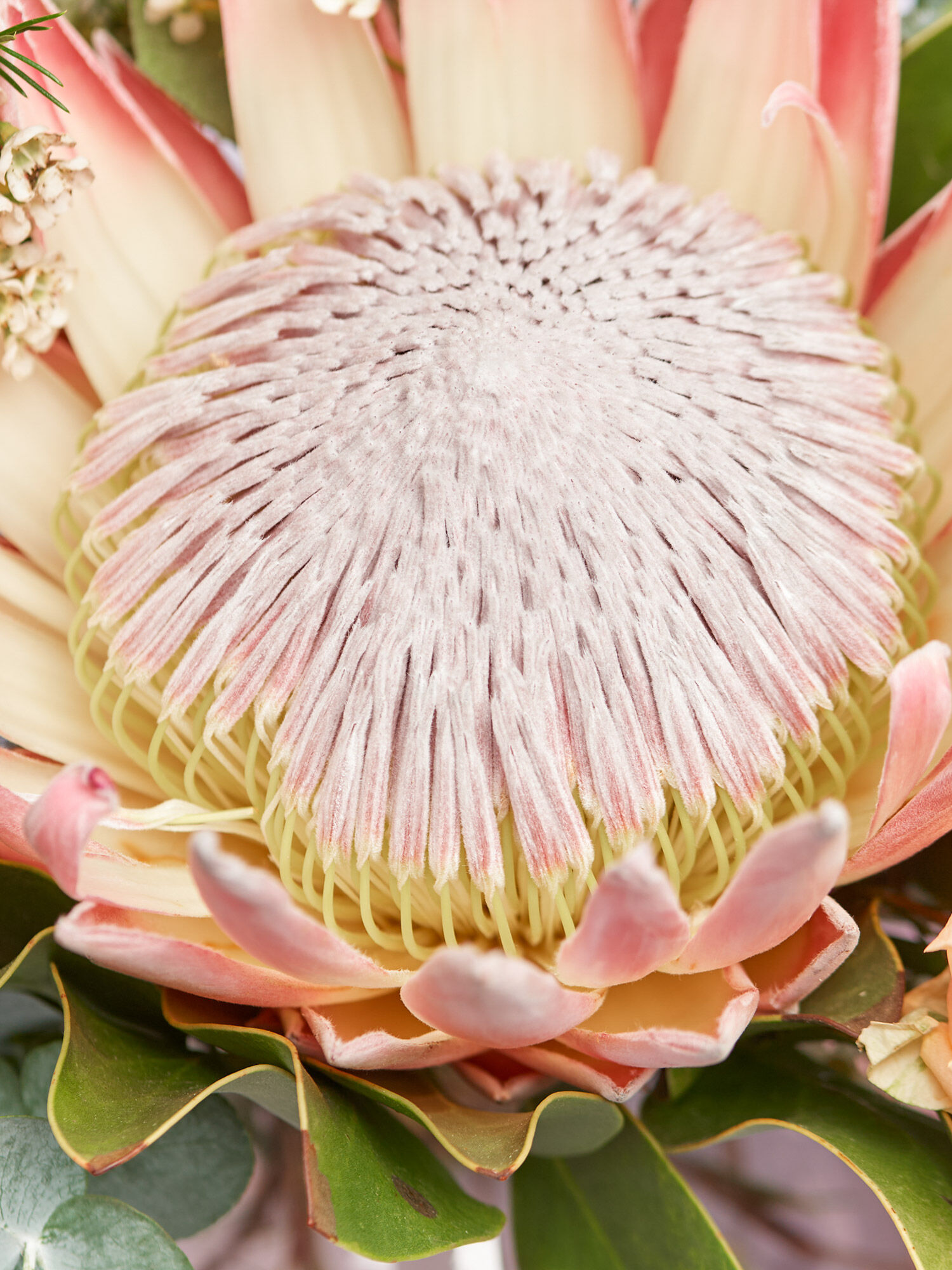 Blume, Blütenblatt, Pflanze, Blumen-Arrangement, Rose