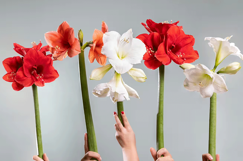 Blume, Pflanze, Amaryllis, Geranie