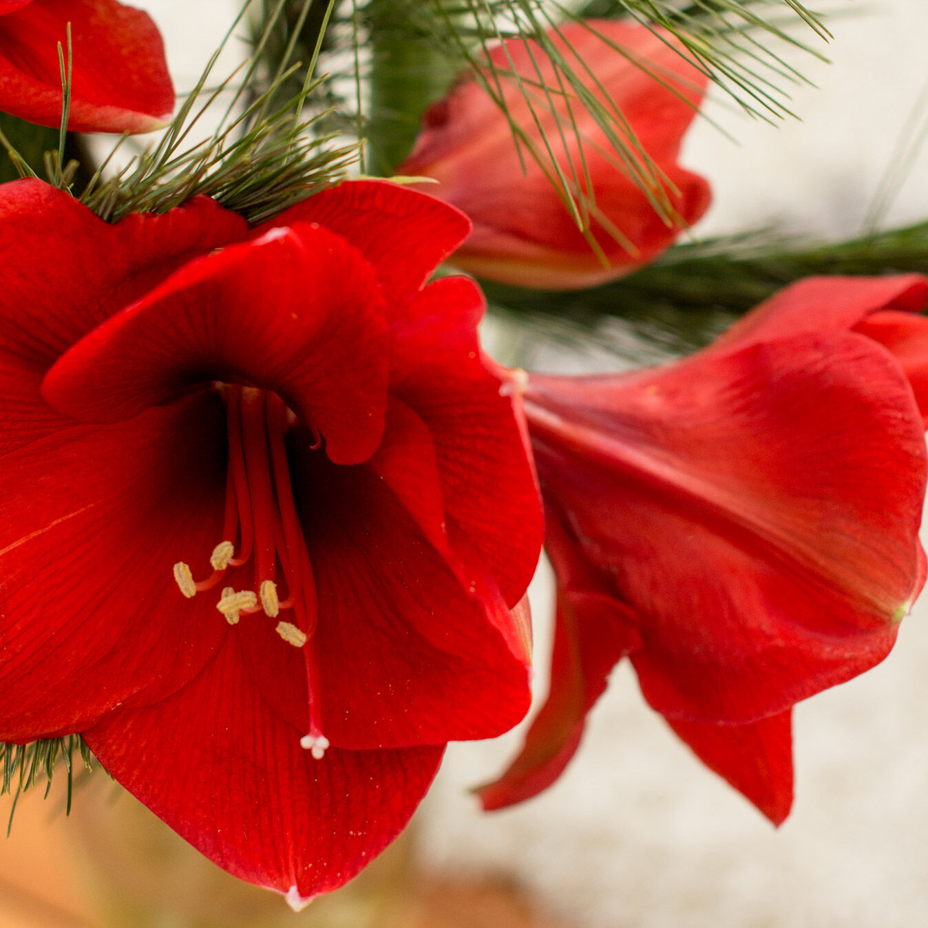 WEIHNACHTSBLUMEN FÜR IHR ZUHAUSE