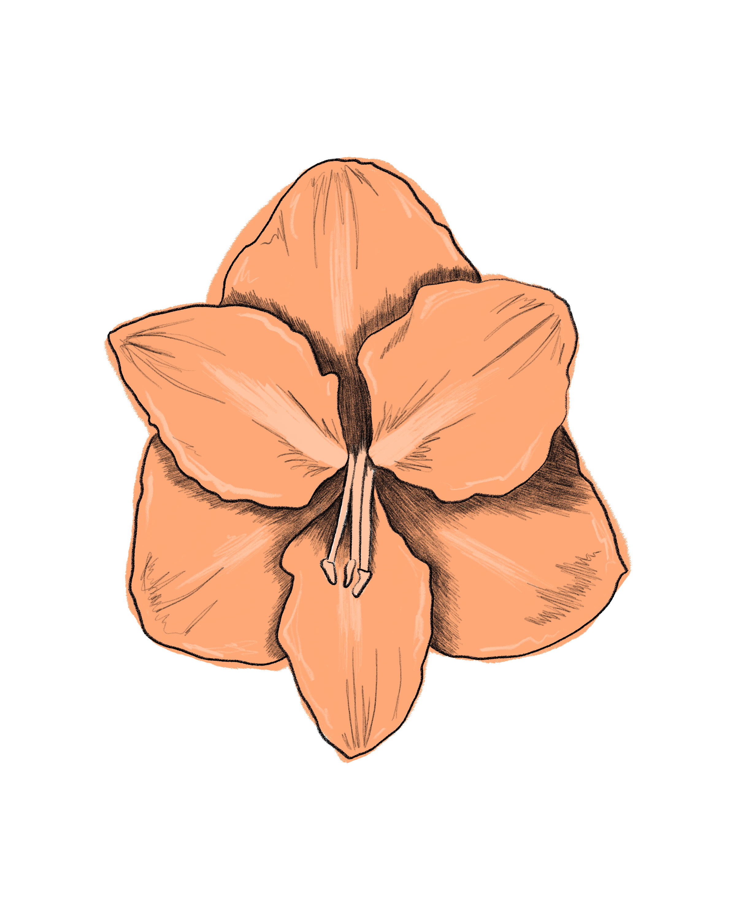 Blume, Pflanze, Eine andere, Person
