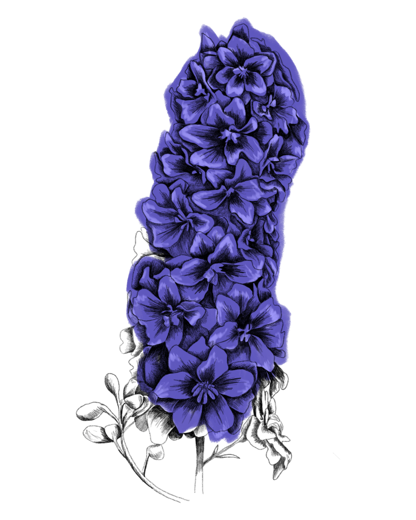 Rittersporn