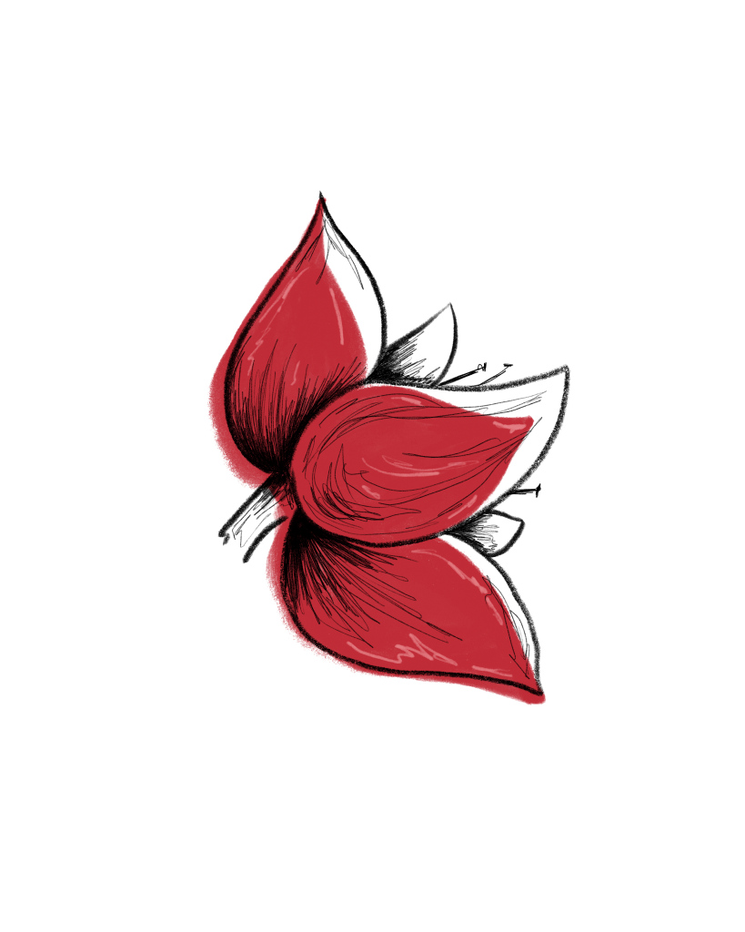 Amaryllis