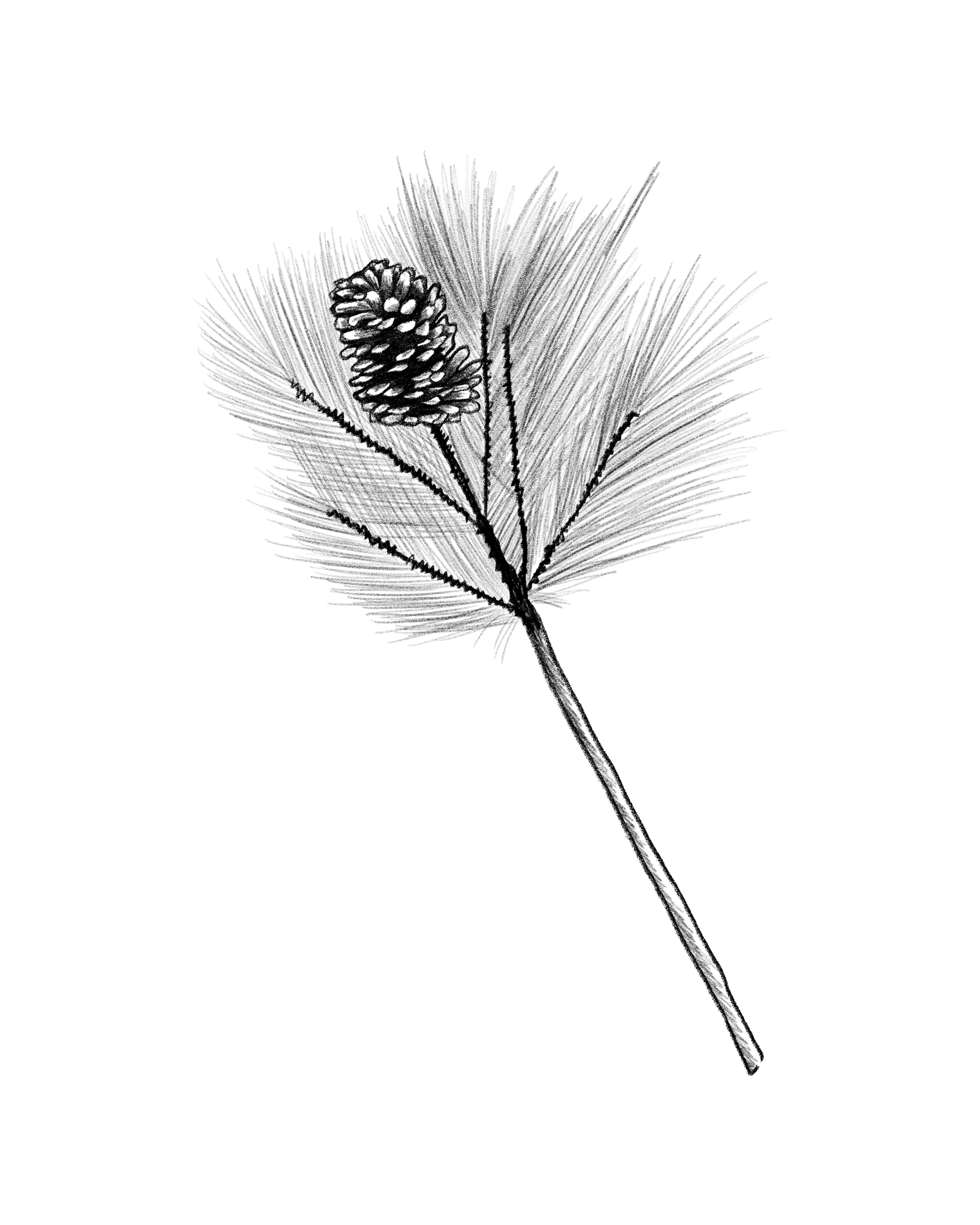 Silhouette