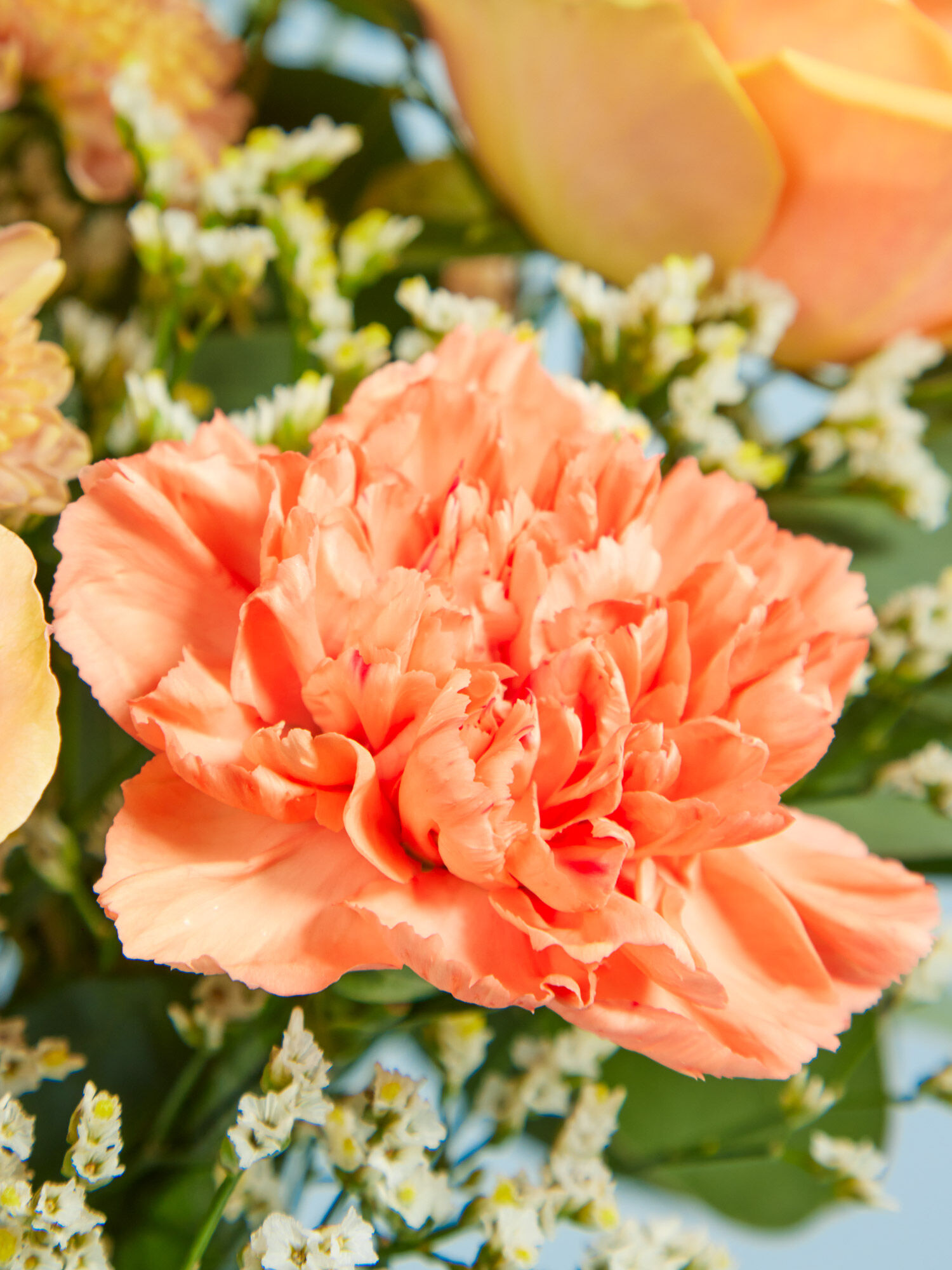 Blume, Nelke, Rose, Blumen-Arrangement, Blumenstrauß
