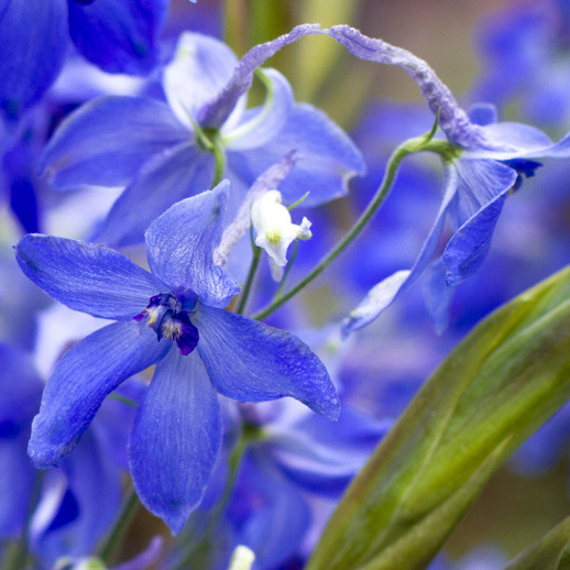 Delphinium (Rittersporn)