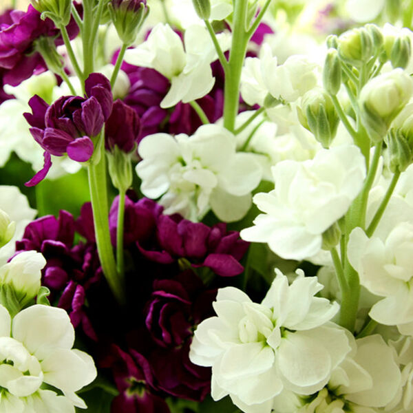 SWEET SCENT: LEVKOJEN