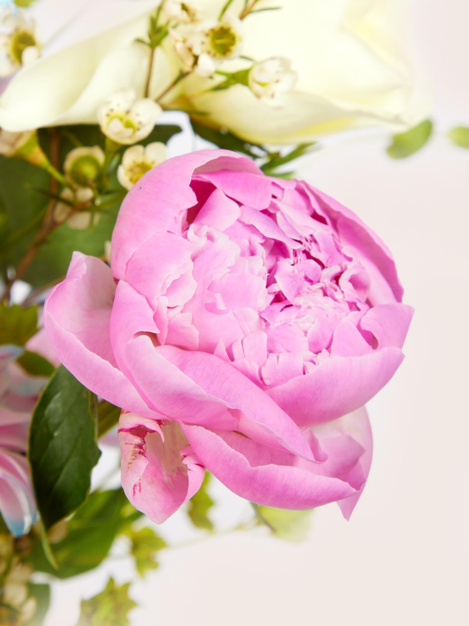 rosa Pfingstrose, Blumenstrauß, rosa Blume, Pfingstrose Blüte, grüne Blätter