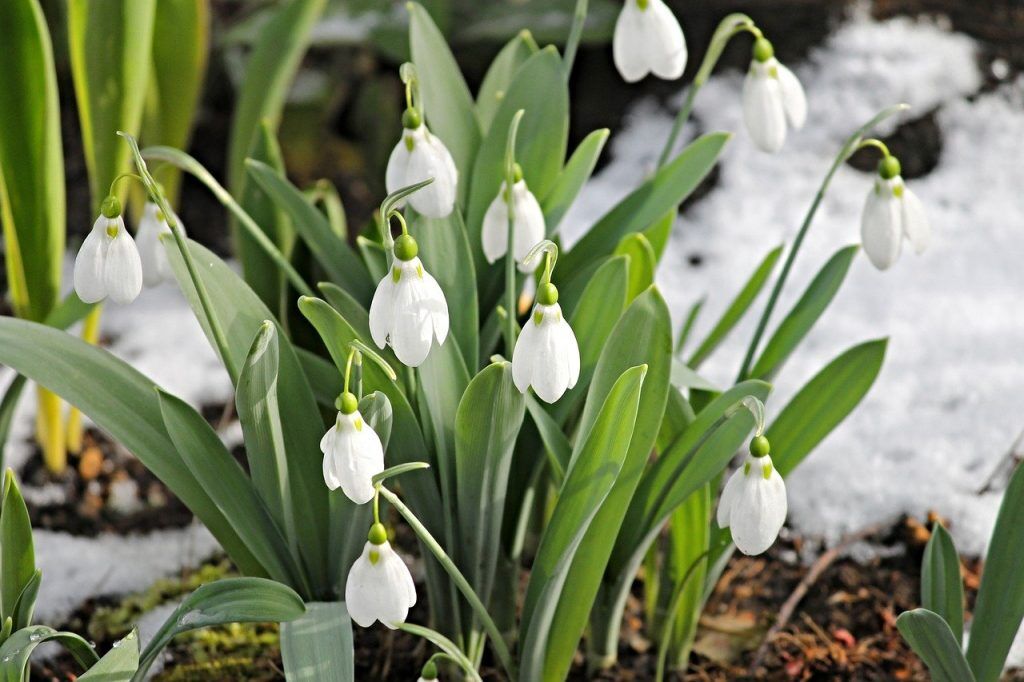 Schneeglöckchen im letzten Schnee