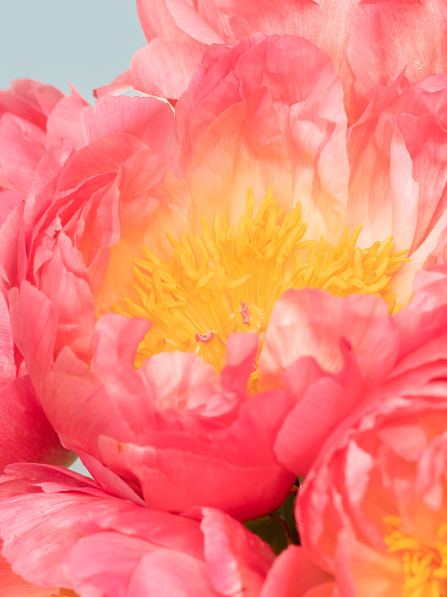 Blossom Beauty 10