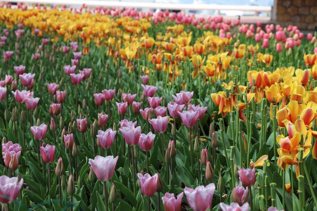 Französische Tulpen