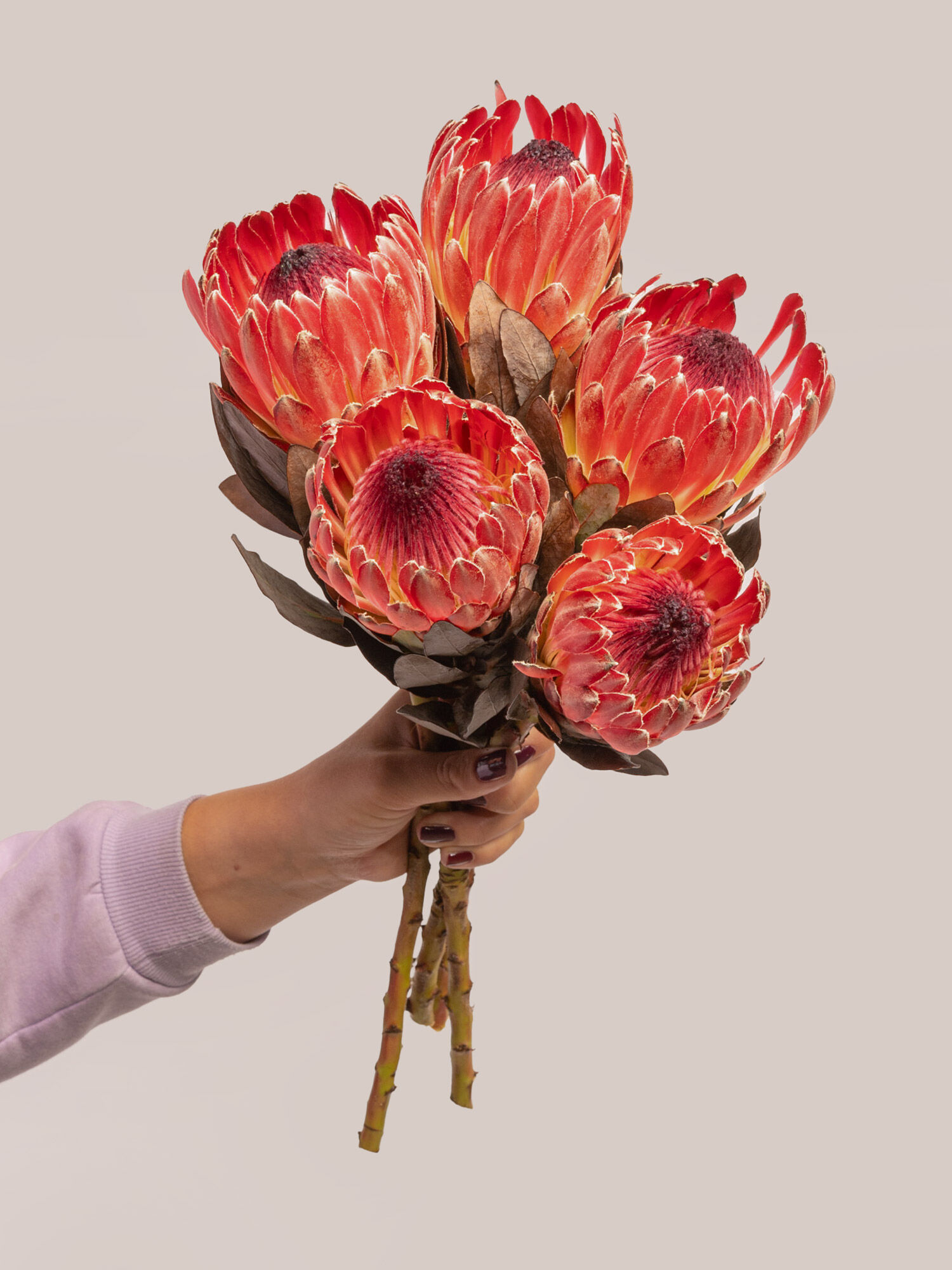 Blume, Blumen-Arrangement, Blumenstrauß, Pflanze, Dahlie