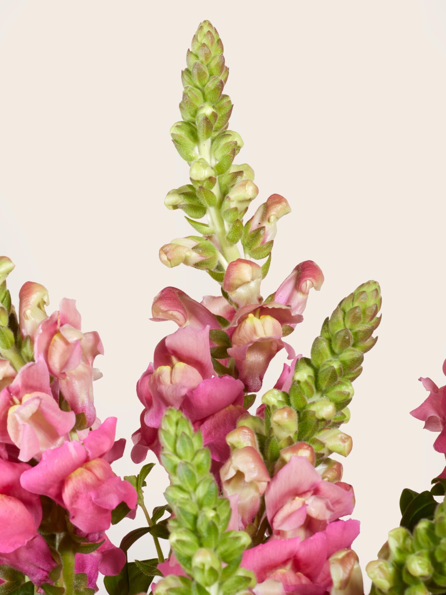 Rosa Löwenmäulchen M Nahaufnahme rosafarbener Löwenmäulchen