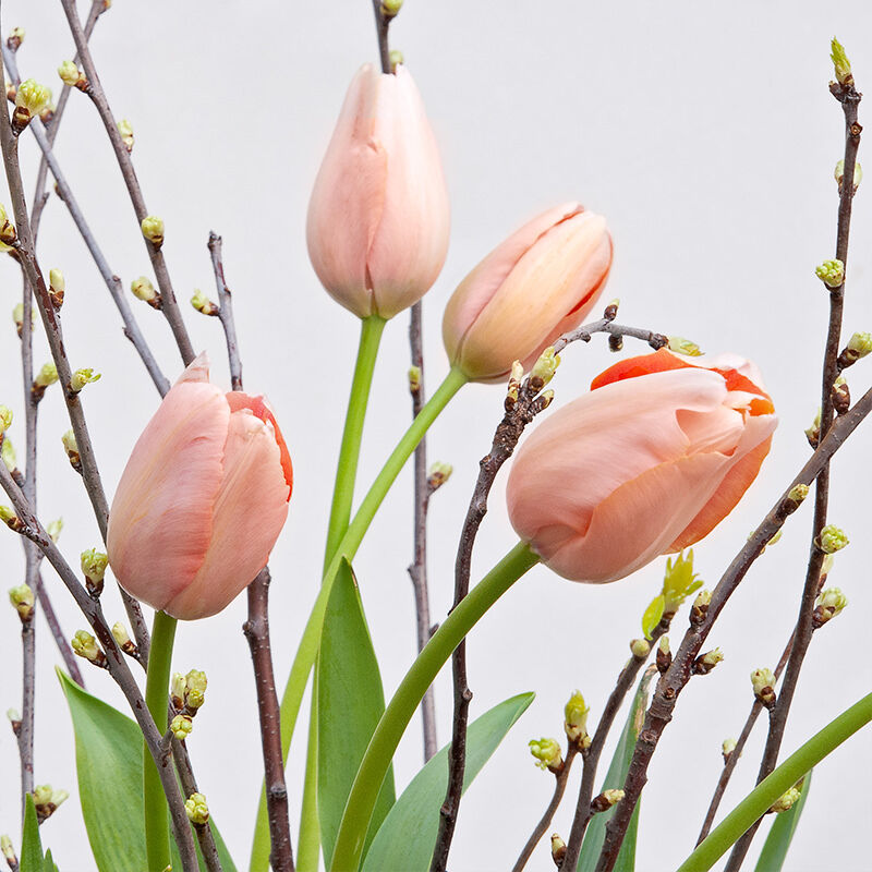 Spring in Paris