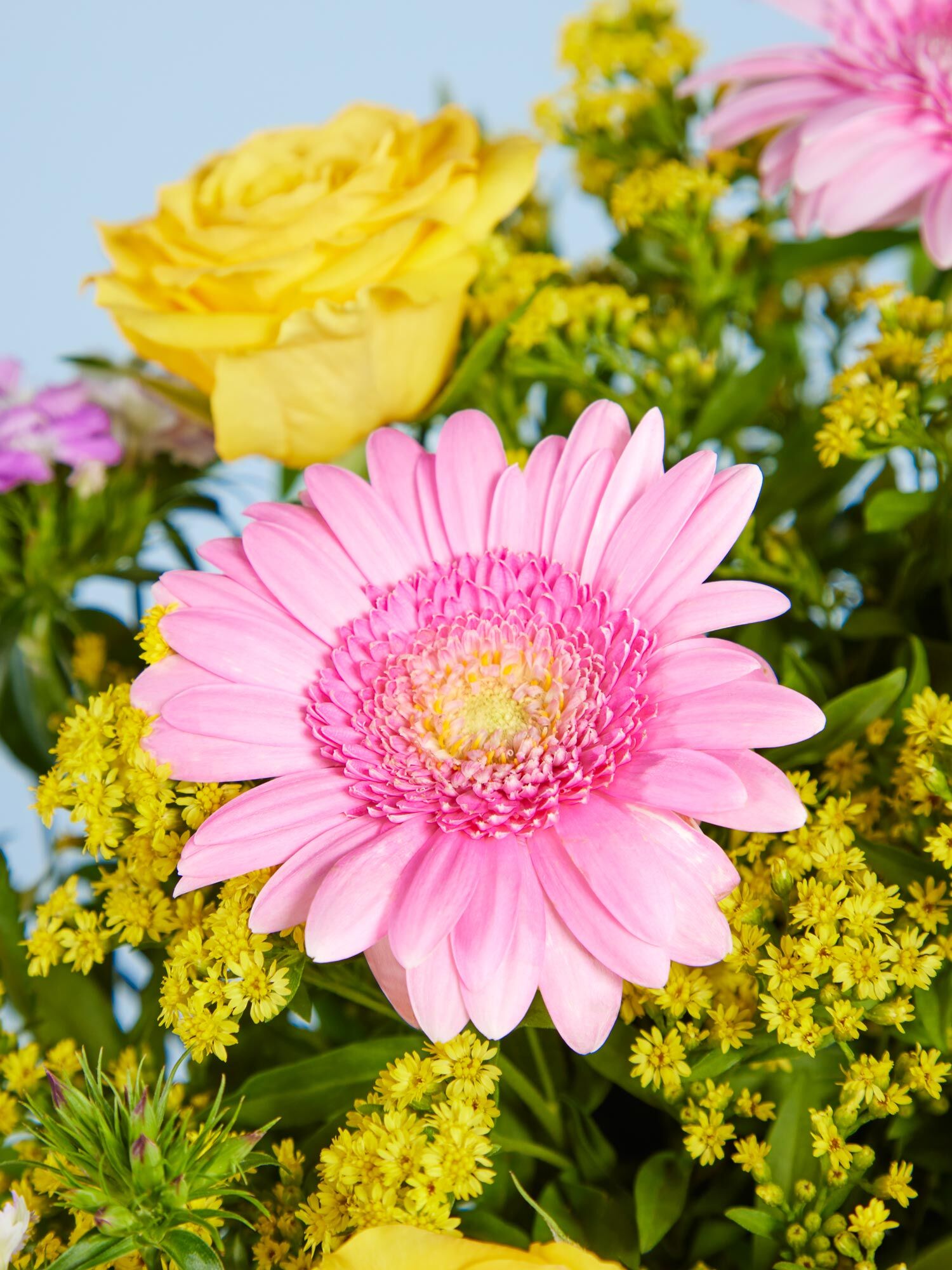 Gänseblümchen, Blume, Blütenblatt, Anemone, Blütenstaub
