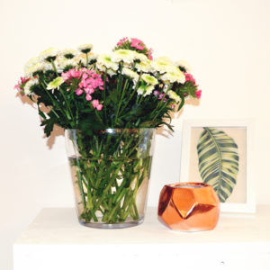 Santini und Bartnelken