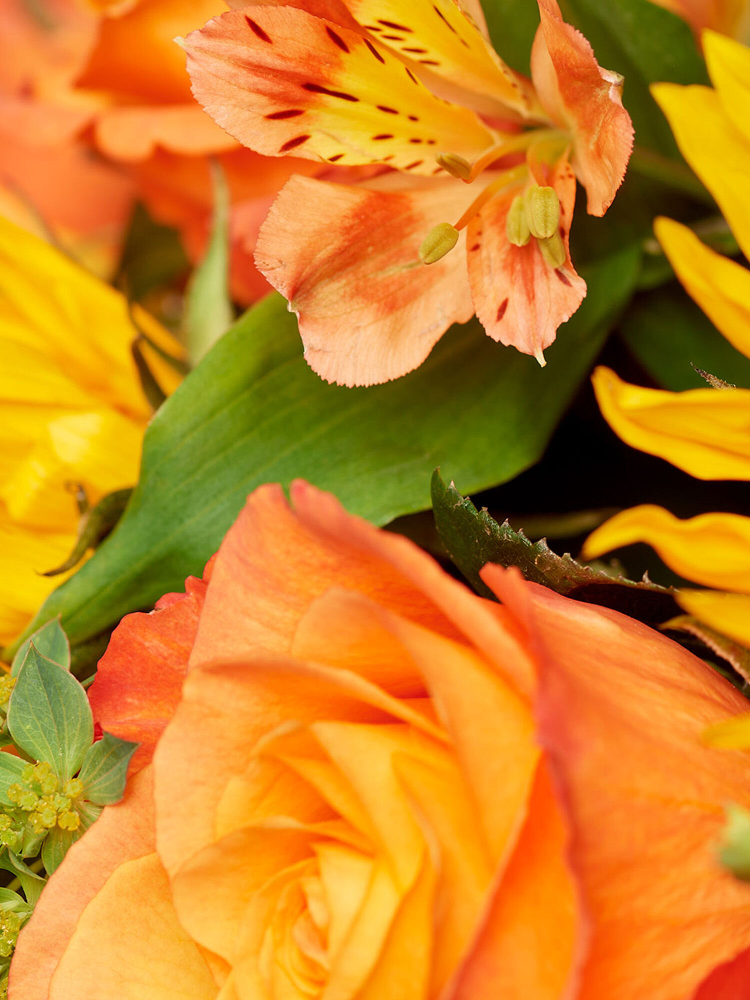 Blume, Blütenblatt, Rose, Geranie, Blumenstrauß